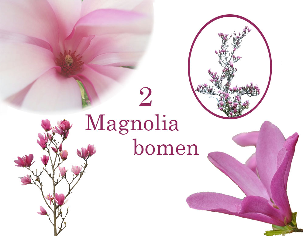 Click to Buy - 2 Schitterende Magnolia Bomen