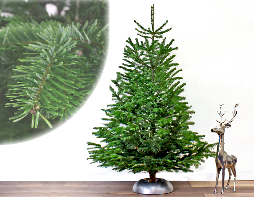 Click to Buy - A-Kwaliteit Nordmann Kerstbomen