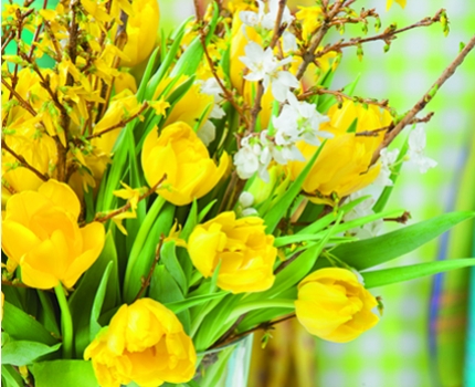 Groupdeal - €14,95 ipv 25,95 – 48 Gele tulpen voorjaarspakket!