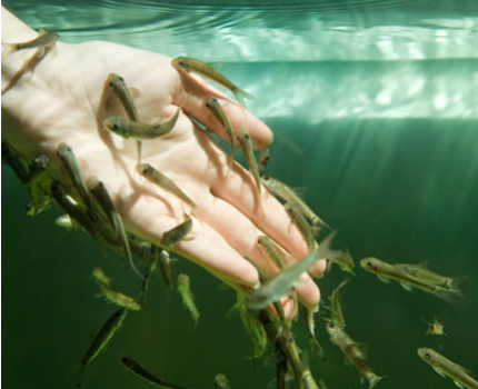 Groupdeal - Dé Schoonheidssensatie van het jaar! Dr. Fish / Aquaderma behandeling waarbij visjes je dode huidcellen verwijderen!