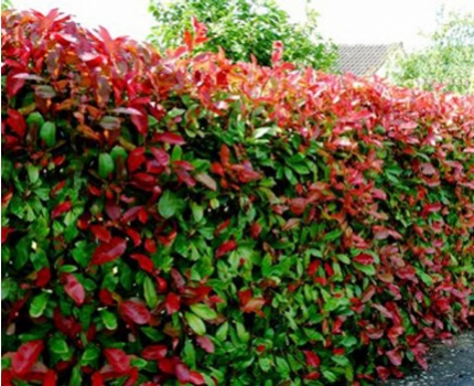 Groupdeal - Phoetinia Red Robin; de bijzondere haag voor een mooie kleurrijke tuin!