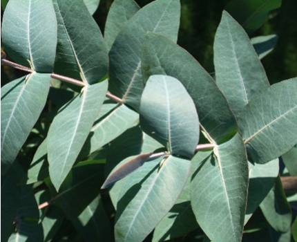 Groupdeal - Twee échte Eucalyptus bomen bij jou in de tuin