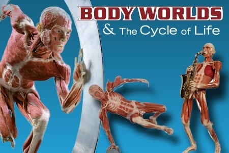 Groupon - Toegangskaart Én Audiotour Voor Body Worlds & The Cycle Of Life. Reis Door Je Eigen Lichaam En Ontdek De Geheimen Van De Anatomie… Max. 5.000 Kaarten!