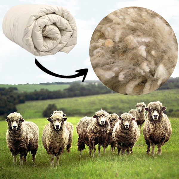iChica - Sleeptime Percale Wool Touch Dekbedden