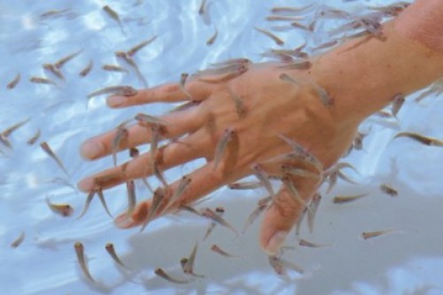 Super Dagdeal - Geniet nu van de enige echte Dr. Fish Experience: een walhalla voor jouw handen en voeten!