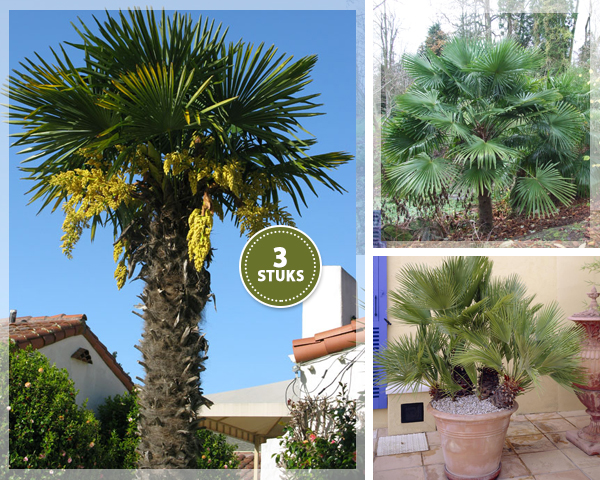 1 Day Fly - 3 Stuks Palmbomen Voor Buiten 1 Day Fly - 3 Stuks Palmbomen Voor Buiten