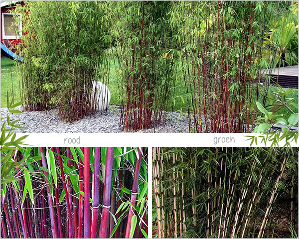 1 Day Fly - 3 Stuks Rode Of Groene Bamboo 1 Day Fly - 3 Stuks Rode Of Groene Bamboo