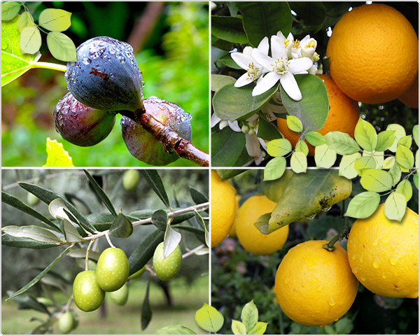 1 Day Fly - 4 Verschillende Mediterraanse Fruitbomen