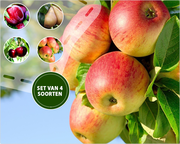 1 Day Fly - Lentespecial: Vier Fruitbomen