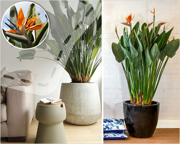 1 Day Fly - Xxl Paradijs Vogelplant Met Bloemen 1 Day Fly - Xxl Paradijs Vogelplant Met Bloemen