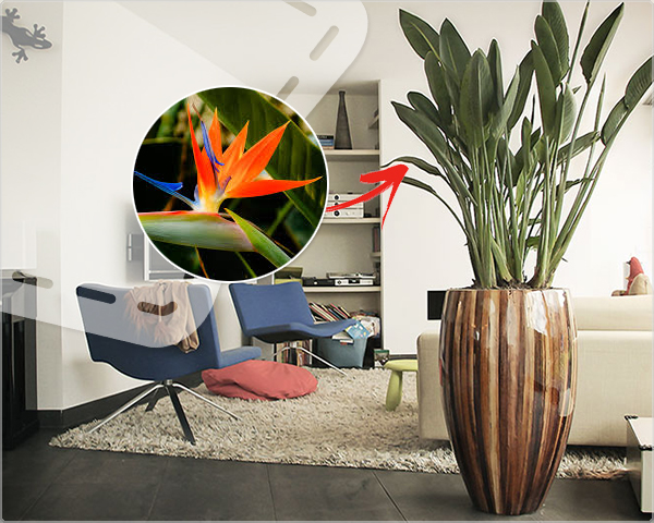 1 Day Fly - Xxl Paradijs Vogelplant Voor Binnen En Buiten 1 Day Fly - Xxl Paradijs Vogelplant Voor Binnen En Buiten