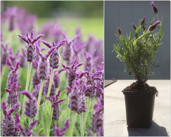 1 Day Fly Lady - 12 Mooie Vlinder Lavendel Planten 1 Day Fly Lady - 12 Mooie Vlinder Lavendel Planten