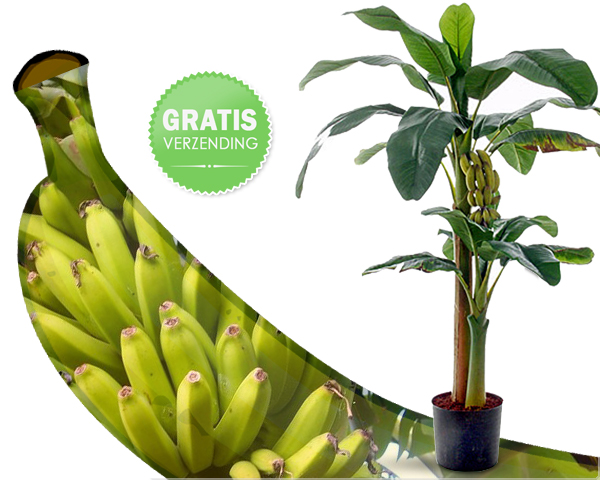 1 Day Fly Lady - 2 Stuks Baby Bananenbomen 1 Day Fly Lady - 2 Stuks Baby Bananenbomen