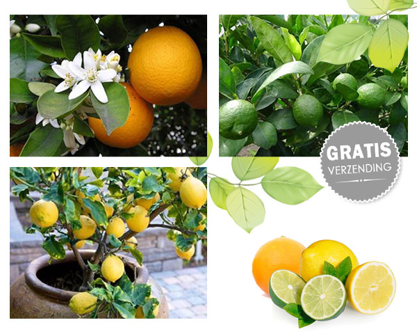 1 Day Fly Lady - Citrusplanten In Uw Eigen Tuin