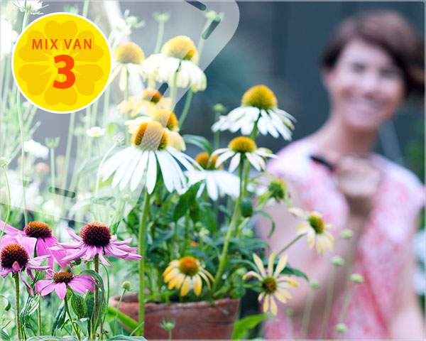 1 Day Fly Lady - Mix Van 3 Verschillende Winterharde Echinacea 1 Day Fly Lady - Mix Van 3 Verschillende Winterharde Echinacea