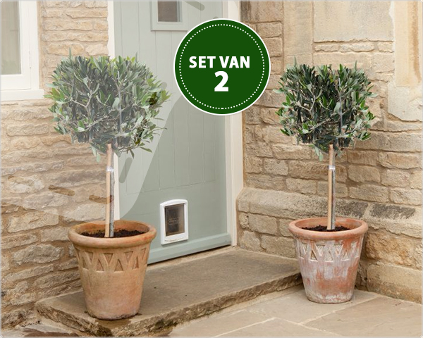 1 Day Fly Lady - Set Van 2 Olijfbomen Op Stam 1 Day Fly Lady - Set Van 2 Olijfbomen Op Stam