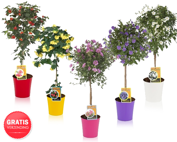 1 Day Fly Lady - Set Van 2 Patioplanten In Gekleurde Pot 1 Day Fly Lady - Set Van 2 Patioplanten In Gekleurde Pot