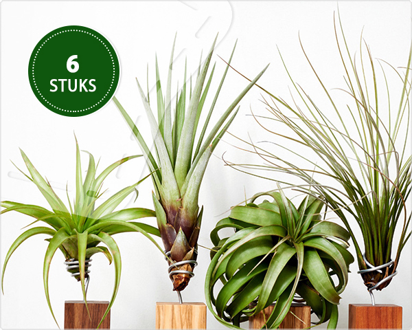1 Day Fly Lady - Set Van 6 Tillandsia Luchtplantjes 1 Day Fly Lady - Set Van 6 Tillandsia Luchtplantjes