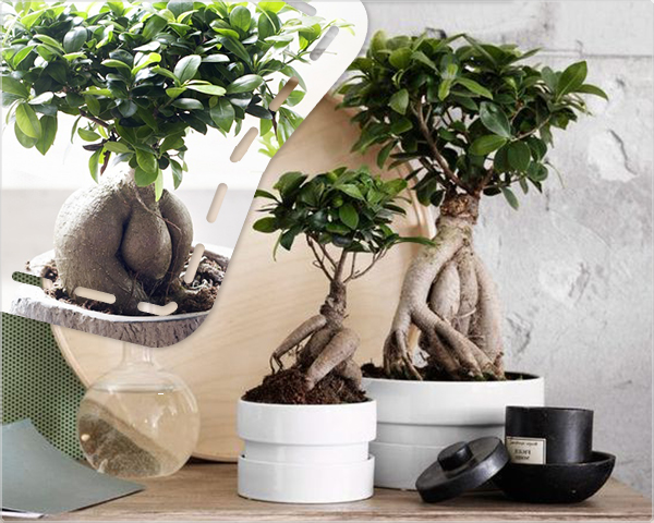 1 Day Fly Lady - Twee Japanse Ficus Ginseng Bonsai Bomen 1 Day Fly Lady - Twee Japanse Ficus Ginseng Bonsai Bomen