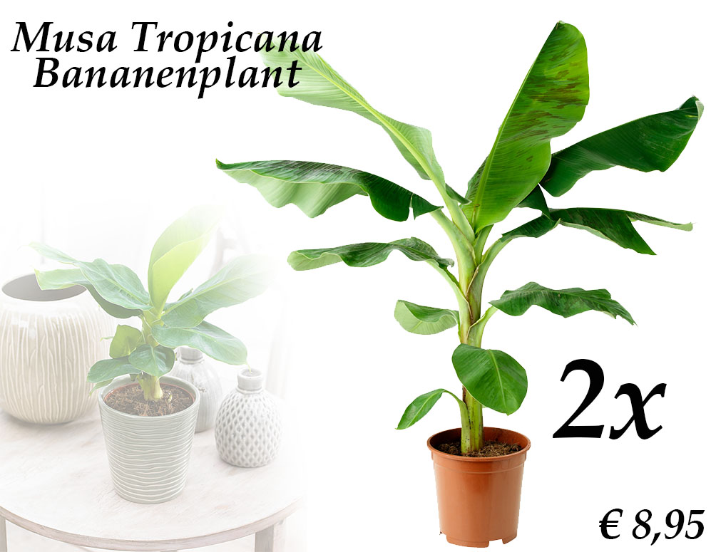 Click to Buy - 2 Bananenplanten (Musa Tropicana)