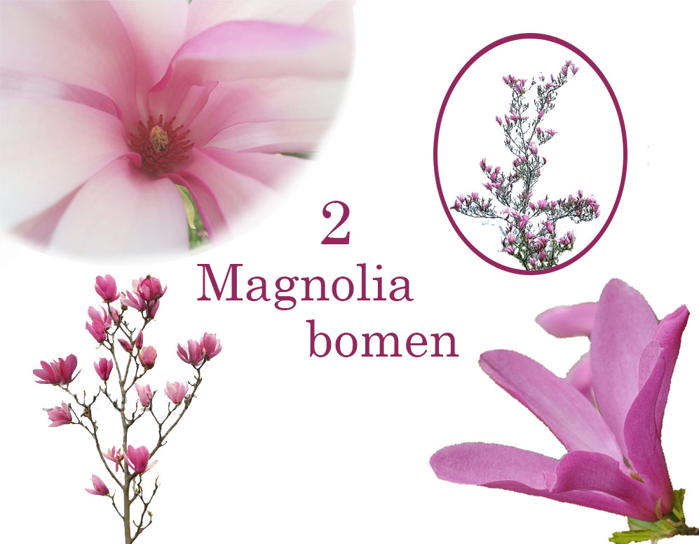 Click to Buy - 2 Schitterende Magnolia Bomen Click to Buy - 2 Schitterende Magnolia Bomen
