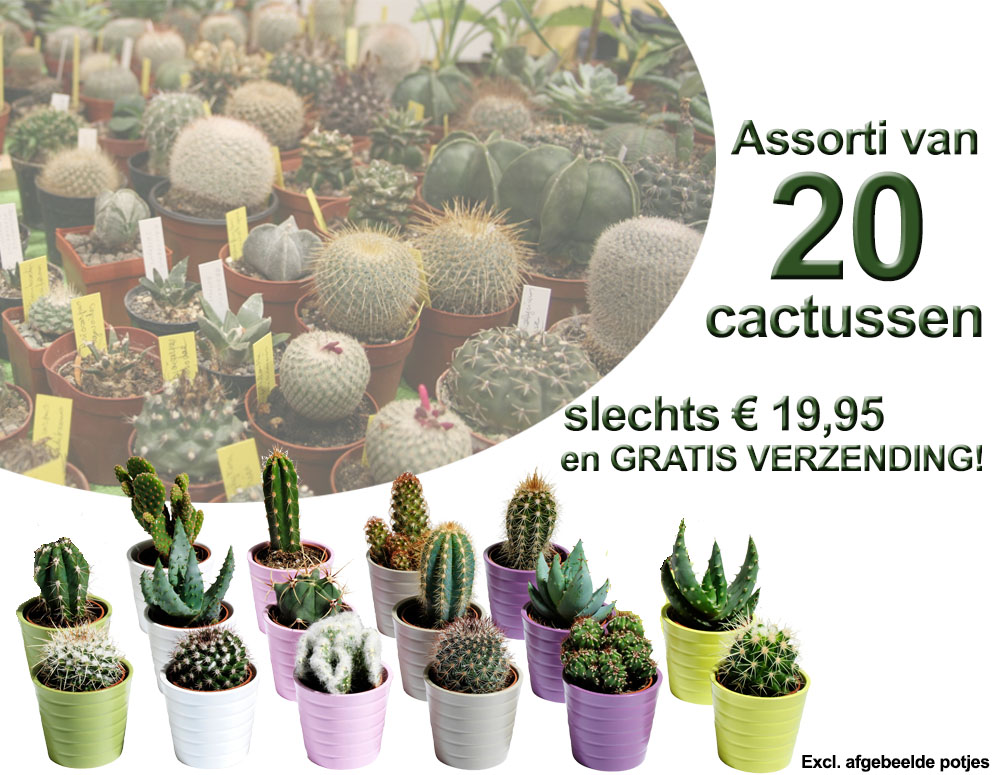 Click to Buy - 20 Verschillende Cactussen - Gratis Verzending