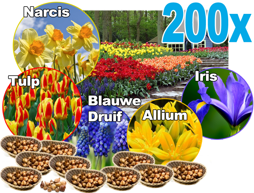 Click to Buy - 200 Stuks Prachtige Bloembollen Click to Buy - 200 Stuks Prachtige Bloembollen