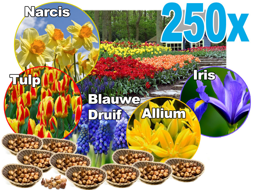 Click to Buy - 250 Stuks Prachtige Bloembollen Click to Buy - 250 Stuks Prachtige Bloembollen
