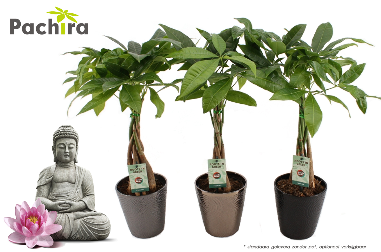 Click to Buy - 2x Pachira Aquatica Geldboom (40cm) Click to Buy - 2x Pachira Aquatica Geldboom (40cm)