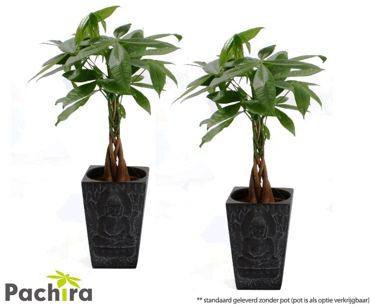 Click to Buy - 2x Pachira Aquatica Geldboom (Mexico) Click to Buy - 2x Pachira Aquatica Geldboom (Mexico)