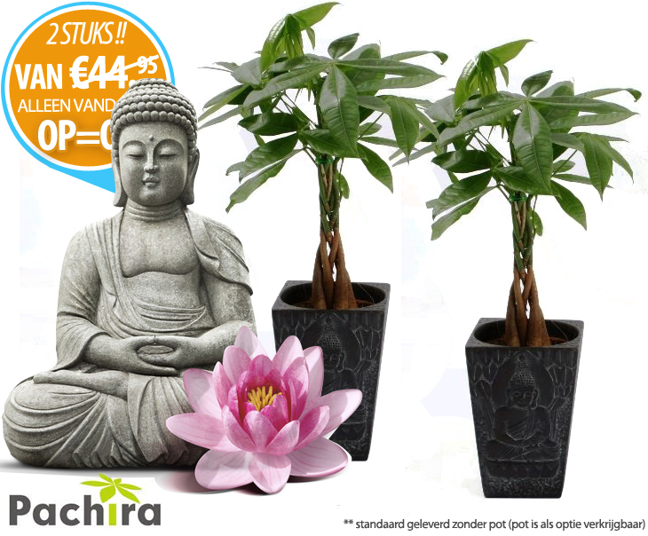 Click to Buy - 2x Pachira Aquatica Geldboom (Z-Mexico) Click to Buy - 2x Pachira Aquatica Geldboom (Z-Mexico)
