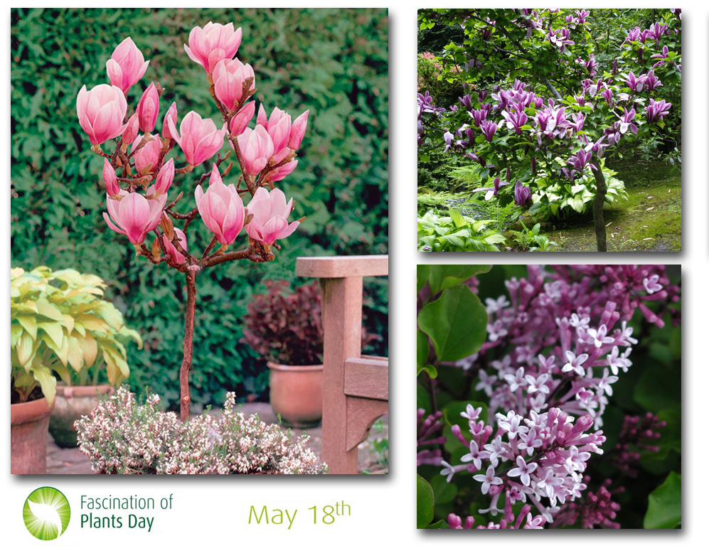 Click to Buy - 3 stuks schitterende Magnolia boompjes (+gratis dwergsering t.w.v 12,95) Click to Buy - 3 stuks schitterende Magnolia boompjes (+gratis dwergsering t.w.v 12,95)