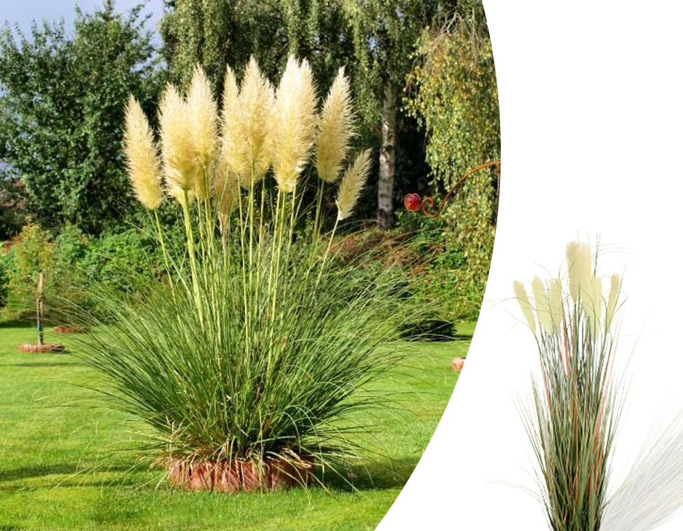Click to Buy - 4 of 8 Pampas Grasplanten Click to Buy - 4 of 8 Pampas Grasplanten