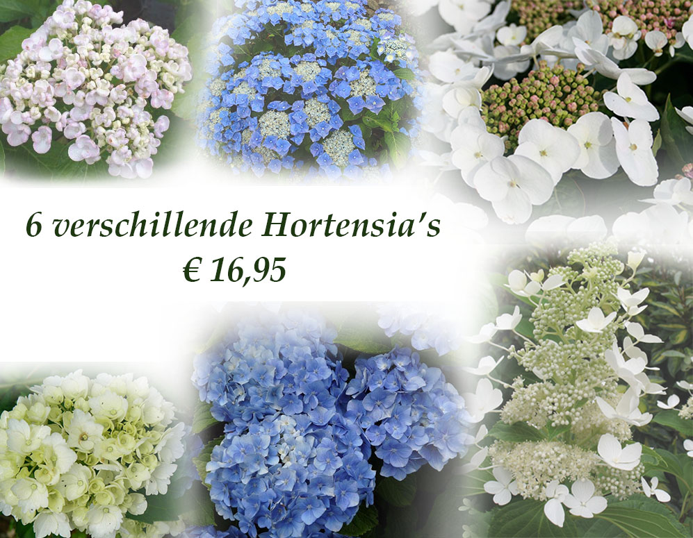 Click to Buy - 6 Verschillende Soorten Hortensia’s