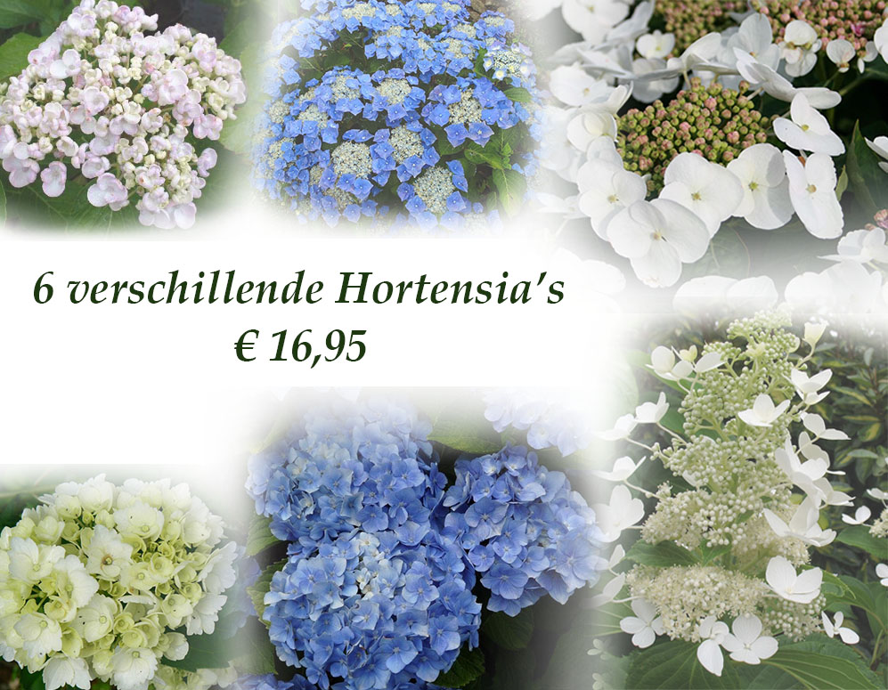 Click to Buy - 6 Verschillende Soorten Hortensia’s Click to Buy - 6 Verschillende Soorten Hortensia’s