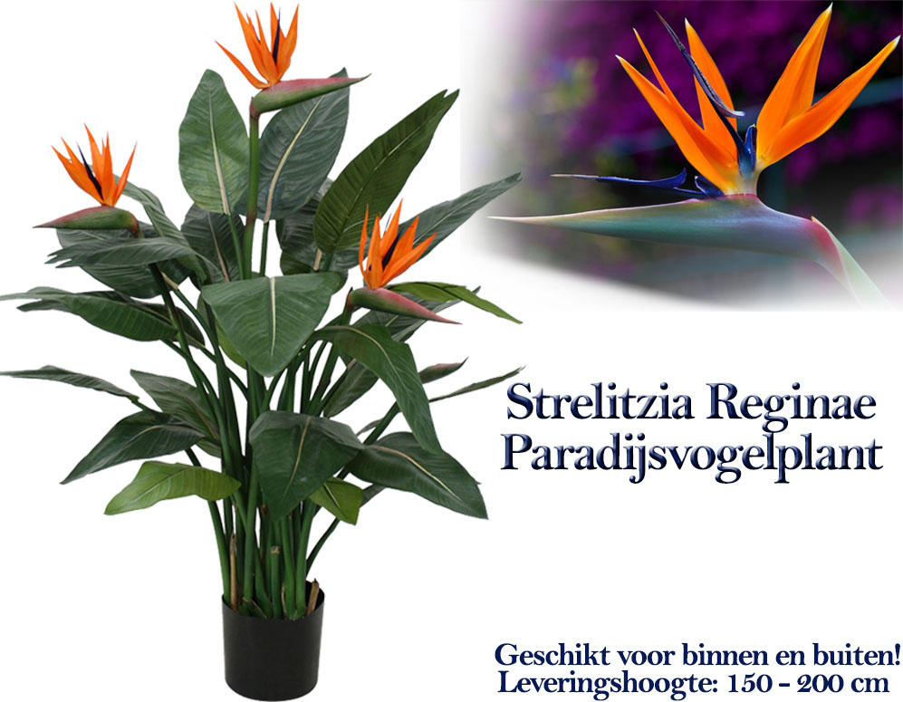 Click to Buy - Exotische Paradijsvogelplant Strelitzia van 150-200 cm