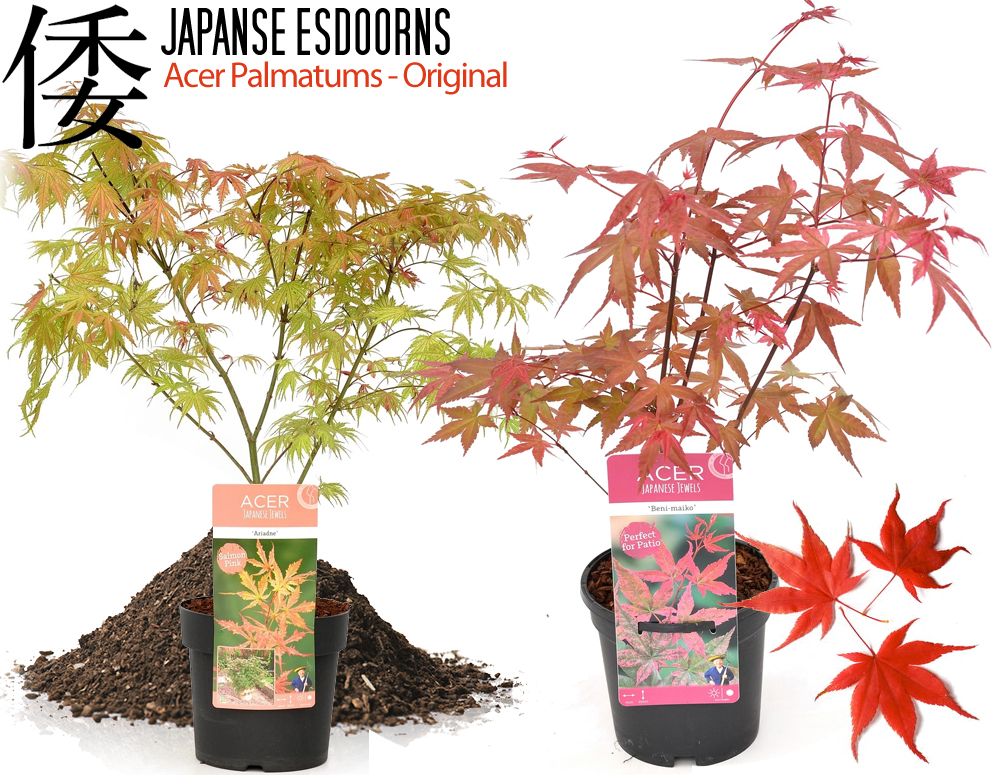 Click to Buy - Japanse Esdoorns (4 soorten, 50cm hoog) Click to Buy - Japanse Esdoorns (4 soorten, 50cm hoog)
