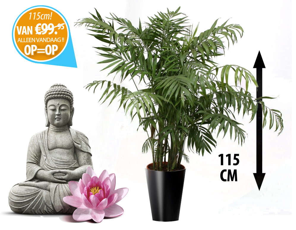 Click to Buy - Mexicaanse Dwergpalm - 115cm kamerplant
