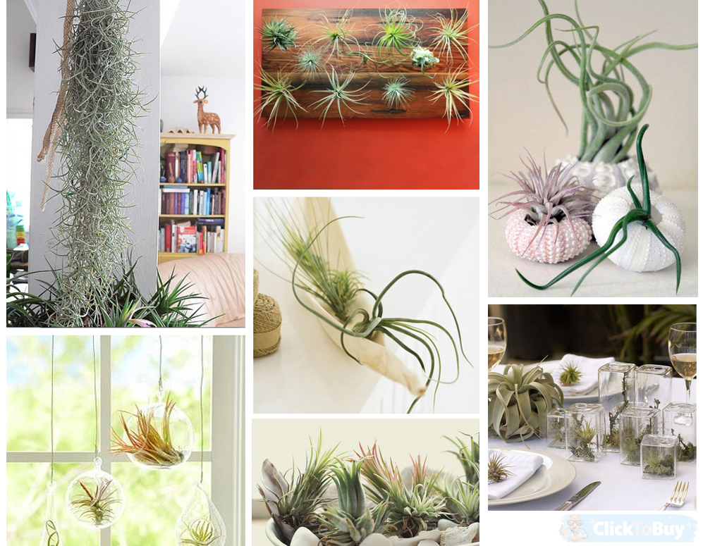 Click to Buy - Tillandsia: de plant die leeft van lucht (6st) Click to Buy - Tillandsia: de plant die leeft van lucht (6st)