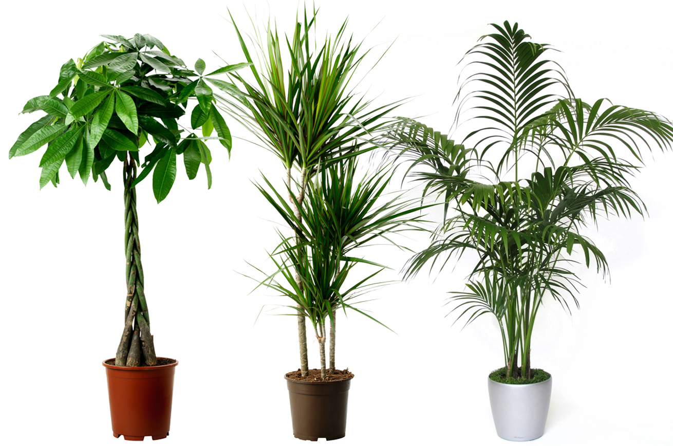 Click to Buy - XL Kamerplanten Sale (120cm hoog)