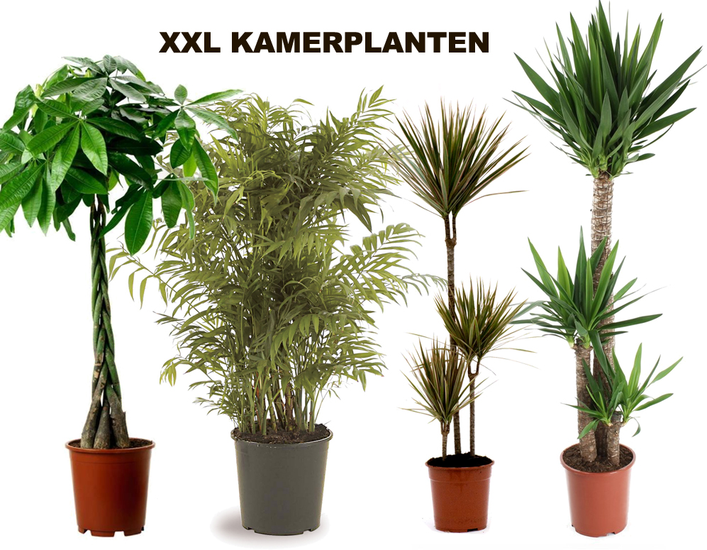 Click to Buy - XXL Kamerplanten (vanaf 110cm tot 150cm)