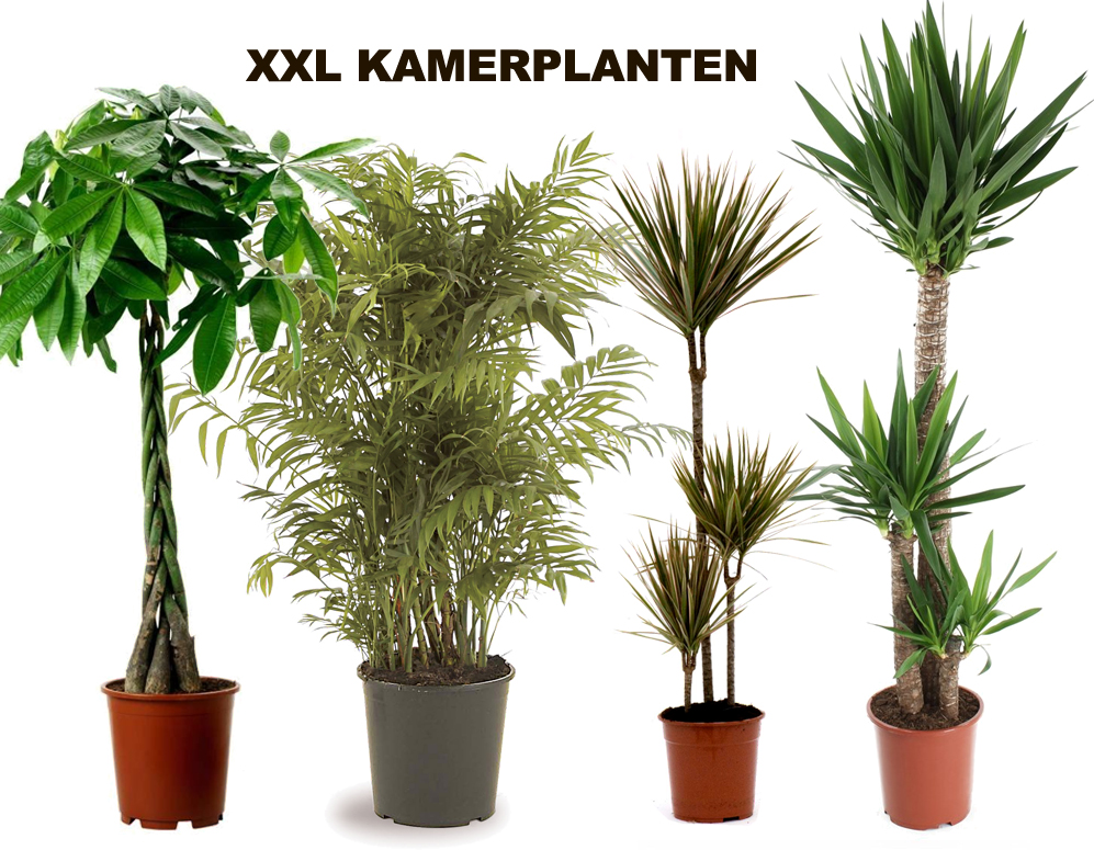 Click to Buy - XXL Kamerplanten (vanaf 110cm tot 150cm) Click to Buy - XXL Kamerplanten (vanaf 110cm tot 150cm)
