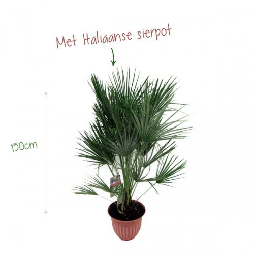 Deal Chimp - Europese waaierpalm 1,5m in Italiaanse sierpot Deal Chimp - Europese waaierpalm 1,5m in Italiaanse sierpot