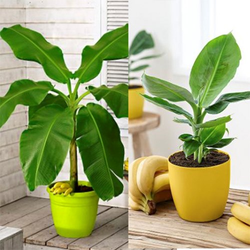 Deal Digger - 2, 4 Of 6 Exotische Bananenplanten