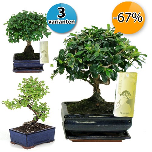 Deal Digger - 2 Of 4 Verschillende Bonsai Boompjes In Keramieke Sierpot Met Schotel