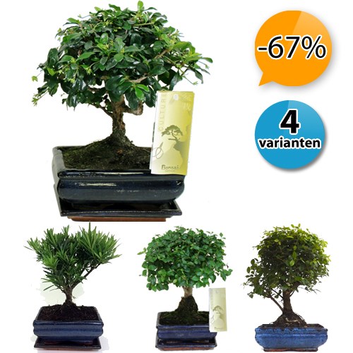 Deal Digger - 2 Of 4 Verschillende Bonsai Boompjes In Keramieke Sierpot + Schotel