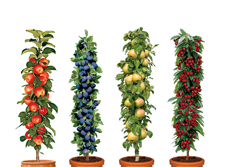 Deal Donkey - 4 Winterharde Fruitbomen: Kers, Pruim, Appel En Peer Deal Donkey - 4 Winterharde Fruitbomen: Kers, Pruim, Appel En Peer