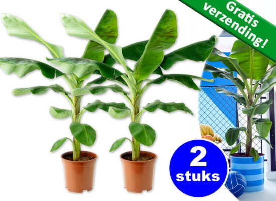 Deal Donkey - Exotische Bananenplanten - 2 Stuks