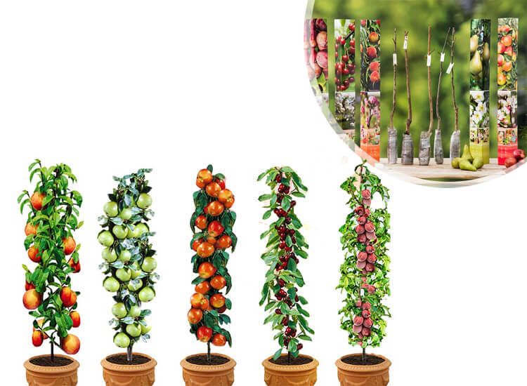 Deal Donkey - Set Van 5 Of 10 Fruitbomen - Pakket Met Appel, Peer, Kers, Pruim En Perzik Deal Donkey - Set Van 5 Of 10 Fruitbomen - Pakket Met Appel, Peer, Kers, Pruim En Perzik