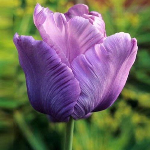 Gave Aktie - 50, 100 of 200 Blue Parrot Tulpen Bloembollen Gave Aktie - 50, 100 of 200 Blue Parrot Tulpen Bloembollen